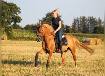 Deutsches Reitpony, Wallach, 5 Jahre, 153 cm, Fuchs