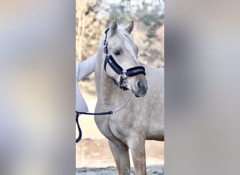 Deutsches Reitpony, Wallach, 5 Jahre, 153 cm, Palomino
