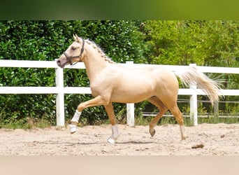 Deutsches Reitpony, Wallach, 5 Jahre, 153 cm, Palomino