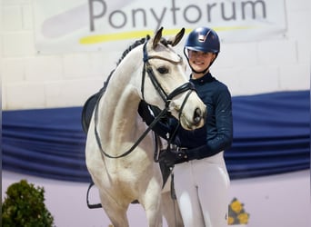 Deutsches Reitpony, Wallach, 5 Jahre, 154 cm, Falbe
