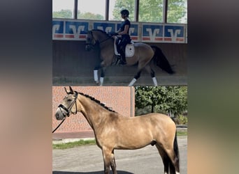 Deutsches Reitpony, Wallach, 5 Jahre, 155 cm, Buckskin