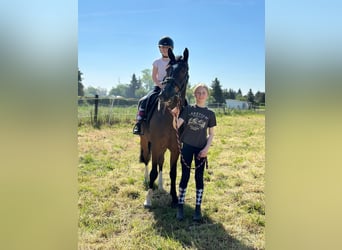 Deutsches Reitpony, Wallach, 5 Jahre, 155 cm, Dunkelbrauner