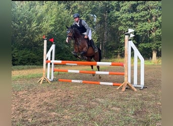 Deutsches Reitpony, Wallach, 5 Jahre, 155 cm, Dunkelbrauner