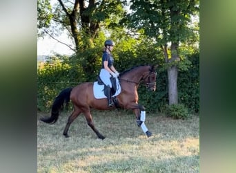 Deutsches Reitpony, Wallach, 5 Jahre, 155 cm, Falbe