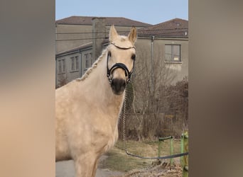Deutsches Reitpony, Wallach, 5 Jahre, 155 cm, Palomino