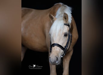Deutsches Reitpony, Wallach, 5 Jahre, 155 cm, Palomino