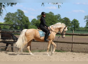 Deutsches Reitpony, Wallach, 5 Jahre, 155 cm, Palomino