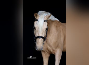 Deutsches Reitpony, Wallach, 5 Jahre, 155 cm, Palomino