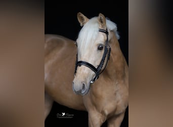 Deutsches Reitpony, Wallach, 5 Jahre, 155 cm, Palomino
