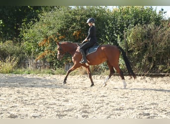 Deutsches Reitpony, Wallach, 5 Jahre, 157 cm, Brauner