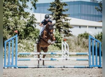 Deutsches Reitpony, Wallach, 5 Jahre, 160 cm, Fuchs