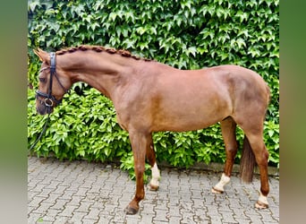 Deutsches Reitpony, Wallach, 5 Jahre, 160 cm, Fuchs