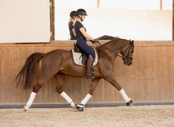 Deutsches Reitpony, Wallach, 5 Jahre, 160 cm, Fuchs