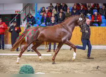 Deutsches Reitpony, Wallach, 5 Jahre, 160 cm, Fuchs