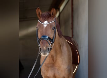 Deutsches Reitpony, Wallach, 5 Jahre, 160 cm, Fuchs