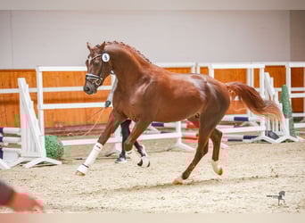 Deutsches Reitpony, Wallach, 5 Jahre, 160 cm, Fuchs