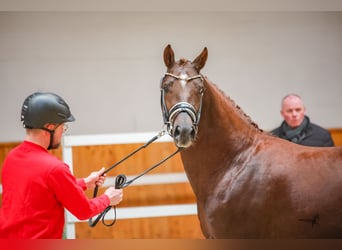 Deutsches Reitpony, Wallach, 5 Jahre, 160 cm, Fuchs