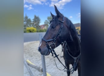 Deutsches Reitpony, Wallach, 5 Jahre, 160 cm, Schwarzbrauner