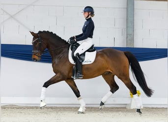 Deutsches Reitpony, Wallach, 5 Jahre, 162 cm, Brauner