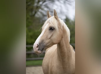 Deutsches Reitpony, Wallach, 5 Jahre, 162 cm, Palomino