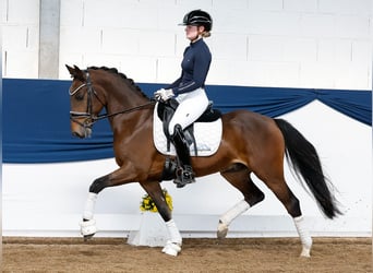 Deutsches Reitpony, Wallach, 5 Jahre, Brauner