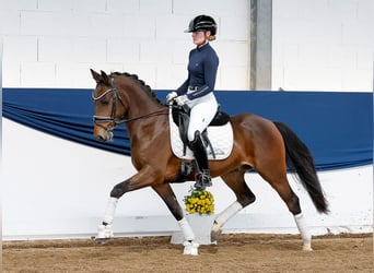 Deutsches Reitpony, Wallach, 5 Jahre, Brauner