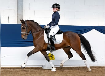 Deutsches Reitpony, Wallach, 5 Jahre, Brauner