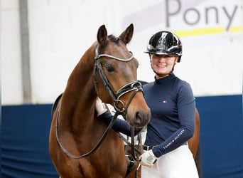 Deutsches Reitpony, Wallach, 5 Jahre, Brauner