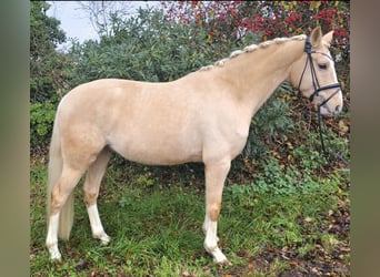 Deutsches Reitpony, Wallach, 5 Jahre