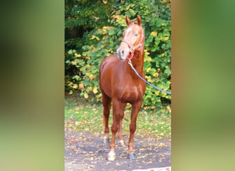 Deutsches Reitpony, Wallach, 5 Jahre