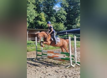 Deutsches Reitpony, Wallach, 5 Jahre