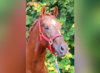 Deutsches Reitpony, Wallach, 5 Jahre