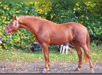 Deutsches Reitpony, Wallach, 5 Jahre