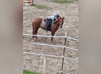 Deutsches Reitpony, Wallach, 5 Jahre