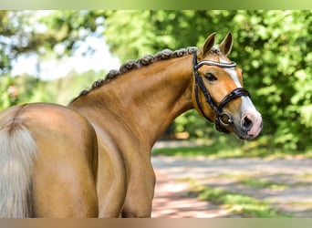 Deutsches Reitpony, Wallach, 5 Jahre, Palomino