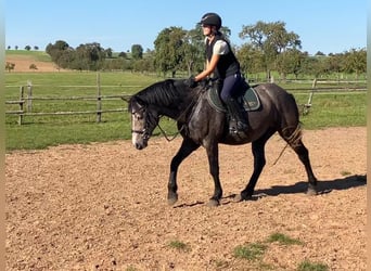 Deutsches Reitpony, Wallach, 5 Jahre, Schimmel