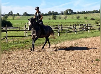 Deutsches Reitpony, Wallach, 5 Jahre, Schimmel
