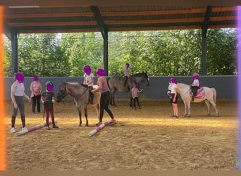 Deutsches Reitpony Mix, Wallach, 6 Jahre, 132 cm, Falbe