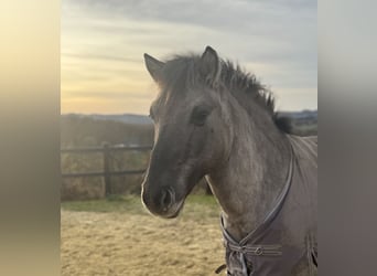 Deutsches Reitpony Mix, Wallach, 6 Jahre, 132 cm, Falbe