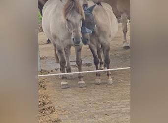 Deutsches Reitpony Mix, Wallach, 6 Jahre, 132 cm, Falbe