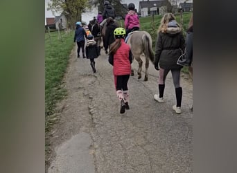 Deutsches Reitpony Mix, Wallach, 6 Jahre, 132 cm, Falbe