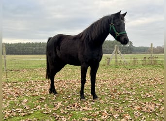 Deutsches Reitpony, Wallach, 6 Jahre, 138 cm, Rappe