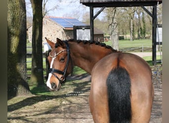 Deutsches Reitpony, Wallach, 6 Jahre, 139 cm, Brauner