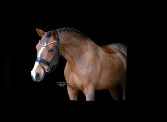 Deutsches Reitpony, Wallach, 6 Jahre, 139 cm, Brauner