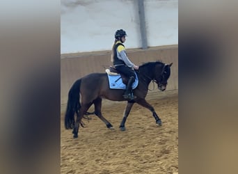 Deutsches Reitpony, Wallach, 6 Jahre, 142 cm, Brauner