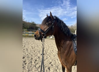 Deutsches Reitpony, Wallach, 6 Jahre, 142 cm, Brauner