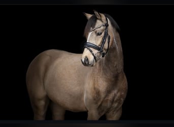 Deutsches Reitpony, Wallach, 6 Jahre, 142 cm