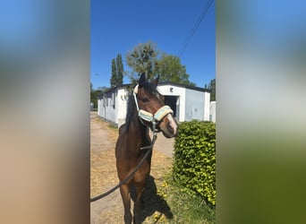 Deutsches Reitpony, Wallach, 6 Jahre, 142 cm, Dunkelbrauner