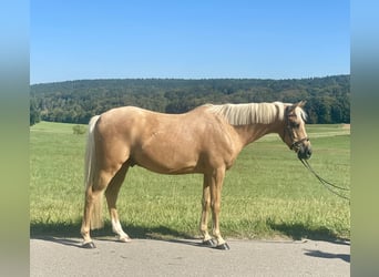 Deutsches Reitpony Mix, Wallach, 6 Jahre, 142 cm, Palomino