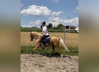 Deutsches Reitpony Mix, Wallach, 6 Jahre, 142 cm, Palomino